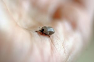 Maladie de Lyme - Corps et Santé
