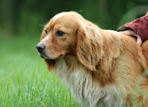 Les bienfaits de promener son chien - Corps et Santé
