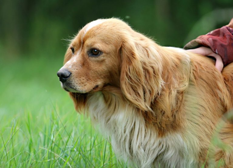 Les bienfaits de promener son chien - Corps et Santé