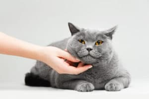 Chat - Corps et Santé