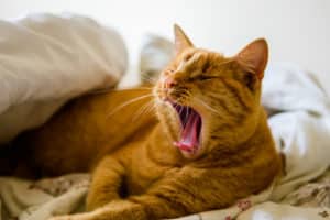 Luttez contre la fatigue saisonnière avec nos 5 conseils !