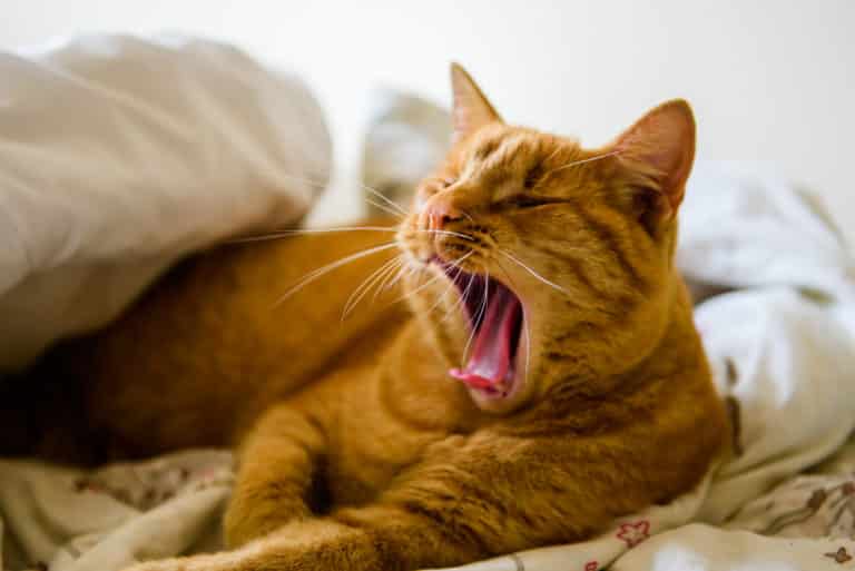 Luttez contre la fatigue saisonnière avec nos 5 conseils !