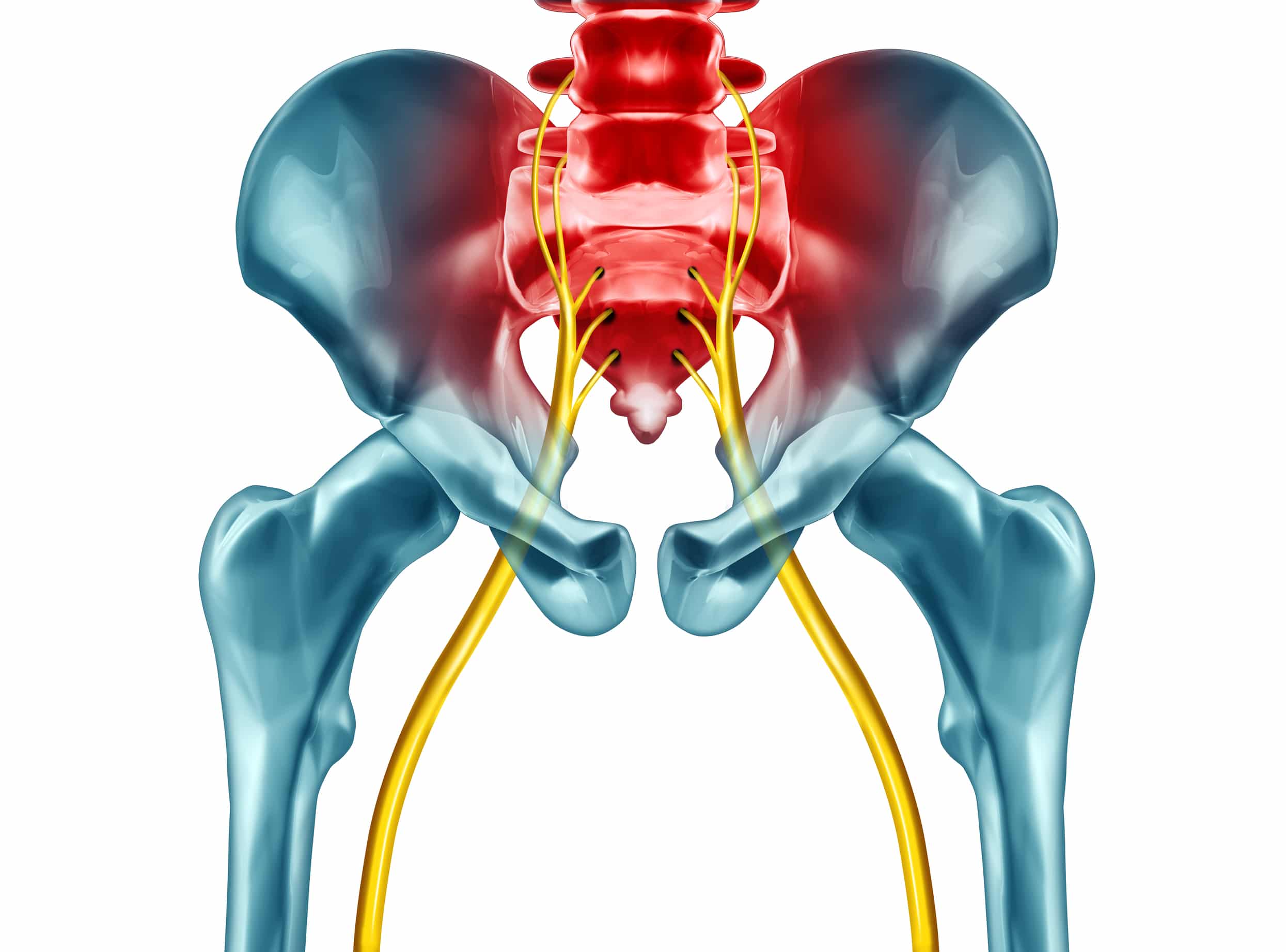 Anatomie du nerf sciatique