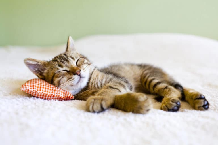 Brain tapping : définition et bienfaits pour le sommeil