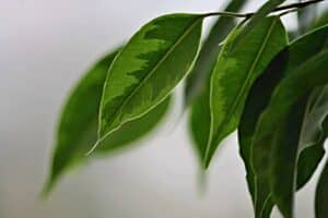 5 plantes à mettre dans sa chambre !