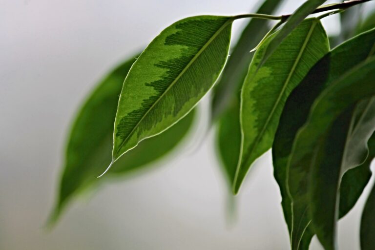 5 plantes à mettre dans sa chambre !